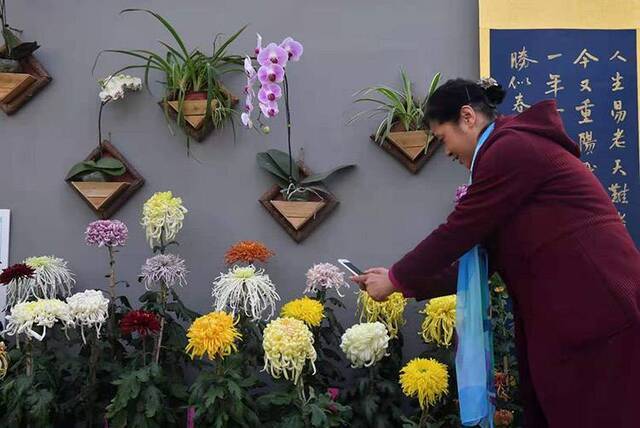 公园选菊入巷东四胡同菊花节开幕