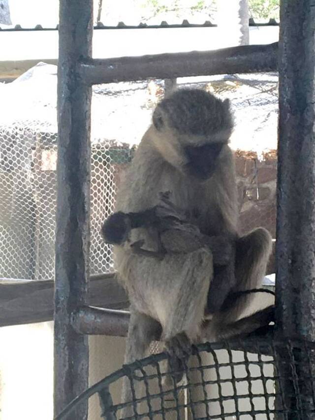 南非猴园母猴紧抱小猴干尸10天不放手不断理毛试图唤醒宝宝