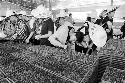 大学生种水稻上热搜 但新农科不止种田这么简单