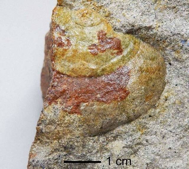 距今约1400万年前的海螺化石（每日新闻）
