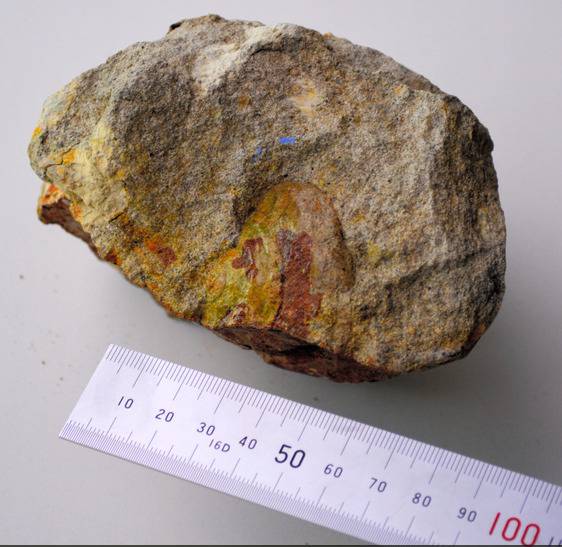 距今约1400万年前的海螺化石（朝日新闻）
