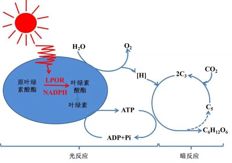 打开植物光合作用大门 叶绿素合成关键酶三维结构被解析