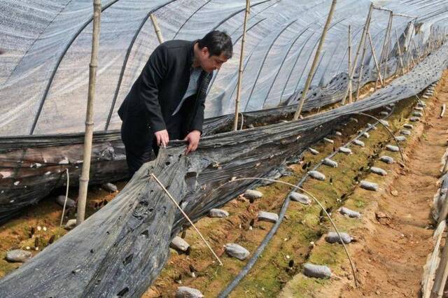 无花果和羊肚菌 山东靠山村终于找到产业“靠山”