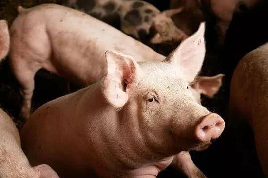 肉贩收购销售未经检疫合格猪肉 拒交13万罚款被拘