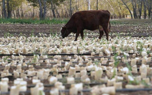 丰收大年行情低迷 菜农的蔬菜“赌局”该怎么破？