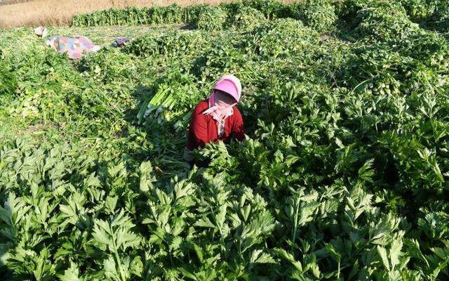 丰收大年行情低迷 菜农的蔬菜“赌局”该怎么破？