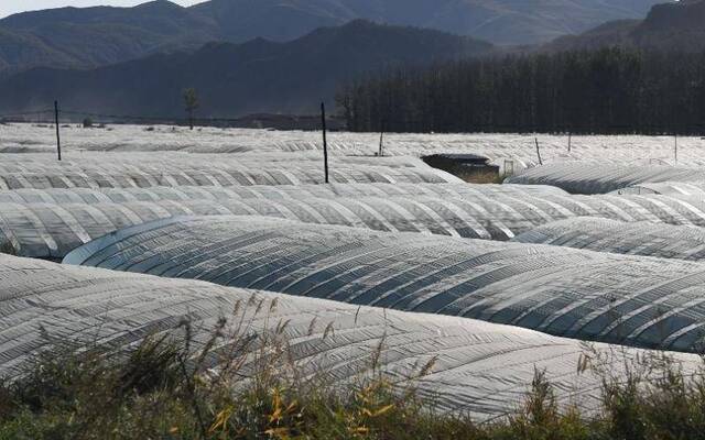 丰收大年行情低迷 菜农的蔬菜“赌局”该怎么破？