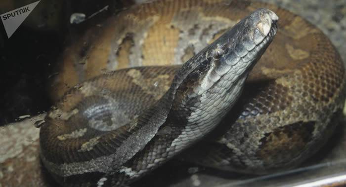 美国印第安纳州女子家中有140条蛇死时颈上缠着蟒蛇