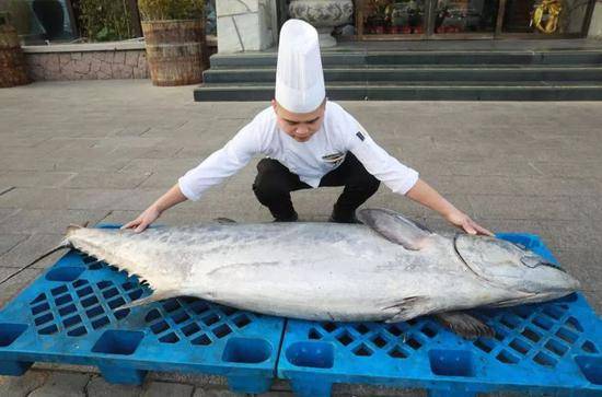 青岛惊现196斤超大鲅鱼 卖了2万多元(图)