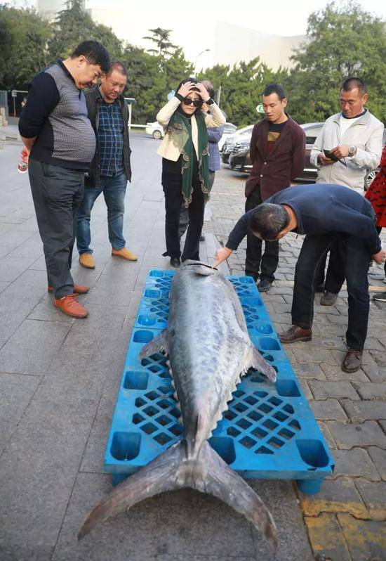 青岛惊现196斤超大鲅鱼 卖了2万多元(图)