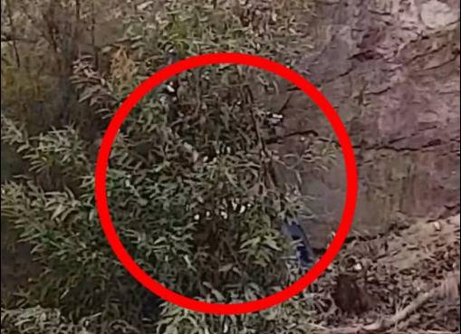 澳大利亚一名警察藏在灌木丛后抓拍过往车辆。（图源：每日邮报）