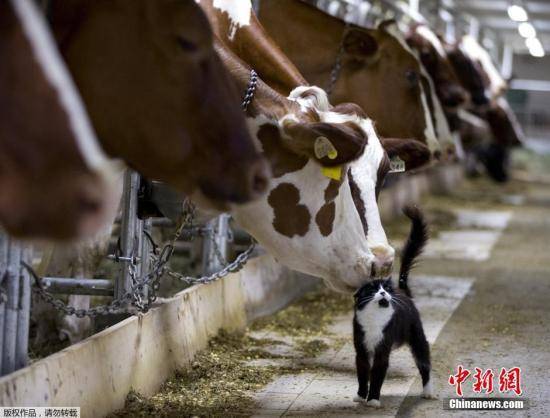 神奇！日本研究：牛涂上“斑马纹”可有效驱赶牛蝇