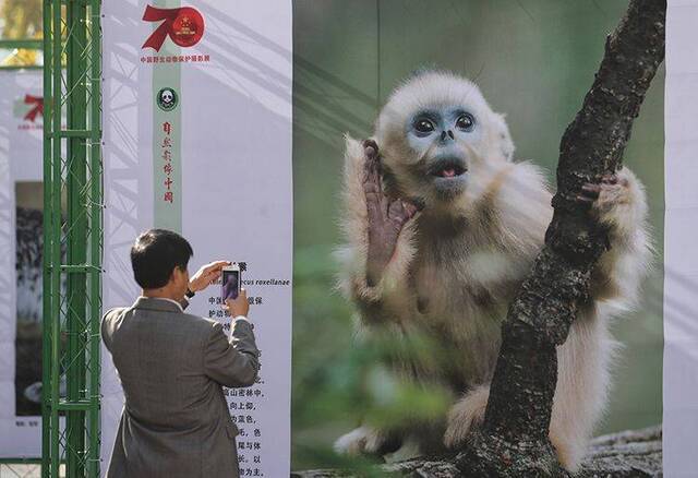 中国珍稀野生动物图片“亮相”王府井步行街