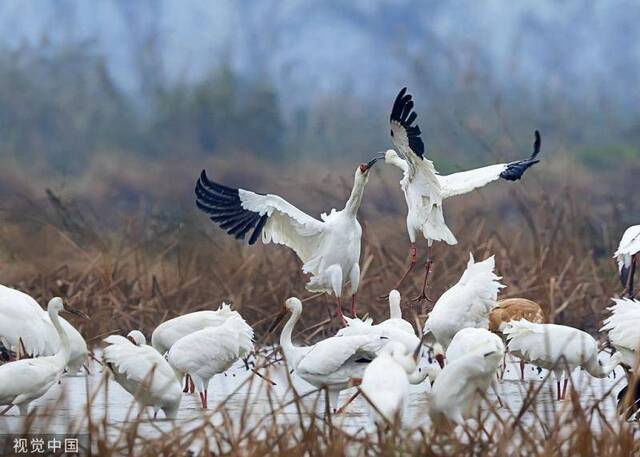 鄱阳湖观鸟周12月6至10日举办 将进行救护候鸟放飞