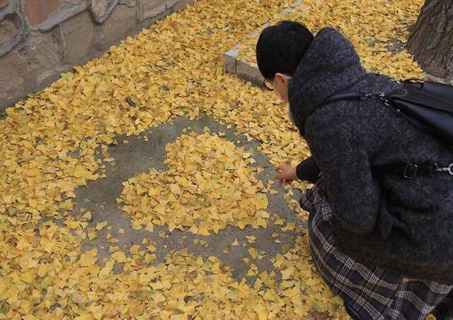 落叶 芦苇 残荷 圆明园“质朴”秋色迷人 组图