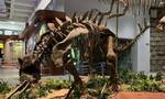 “东方龙宫”自贡恐龙博物馆收藏最多侏罗纪恐龙化石 镇馆之宝是太白华阳龙
