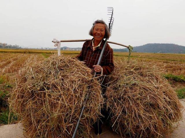 江西吉安，晚稻正在收割