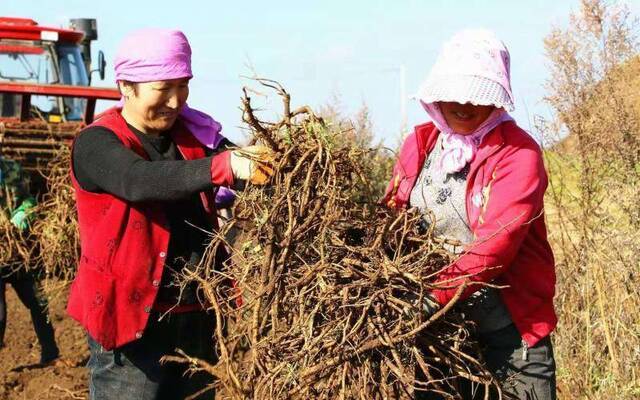 甘肃通渭陇山镇黄芪采收忙 中药产业助村民增收