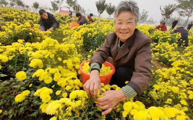 河南后雁门村云台冰菊采摘忙