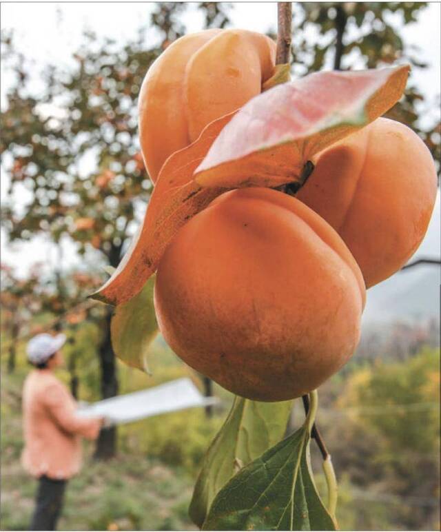 北京首个标准化“美丽乡村”通过验收，房山大峪沟村上榜