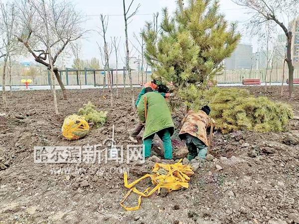 20日前哈市完成秋植 营造五花山色塑造优美市容