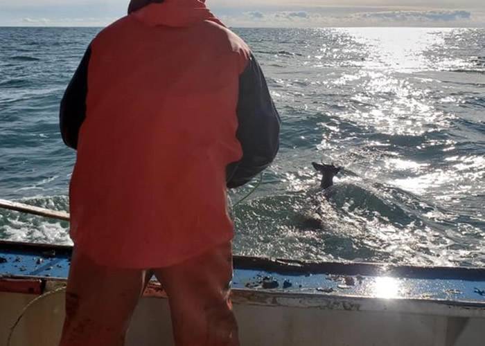 美国缅因州捕龙虾船发现一只鹿竟在海中游泳船员展开救援