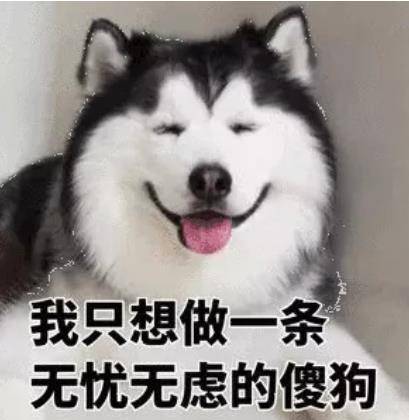 神秘军犬捕杀IS头目有功 这群“汪星人”是何来历