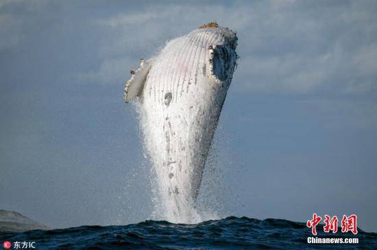 南非政府暂停章鱼捕捞 加大对鲸鱼等大型海洋哺乳动物保护力度