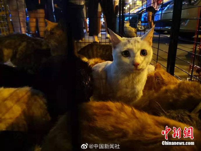 数百只将被屠宰的猫咪被截获 正被全力救治(图)