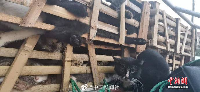 数百只将被屠宰的猫咪被截获 正被全力救治(图)