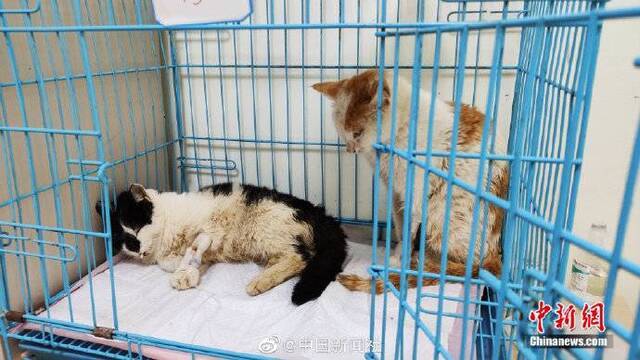 数百只将被屠宰的猫咪被截获 正被全力救治(图)