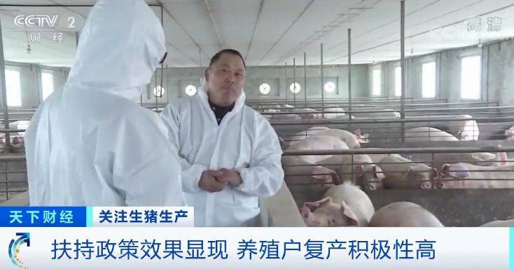 猪肉价格啥时候“稳住”？专家说了一个时间点