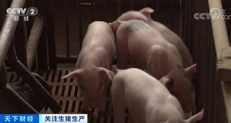 猪肉价格啥时候“稳住”？专家说了一个时间点