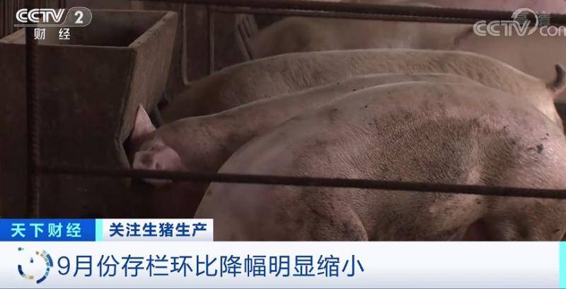 猪肉价格啥时候“稳住”？专家说了一个时间点