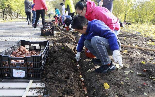 北京植物园40余万株郁金香栽植完毕，明年春天可赏