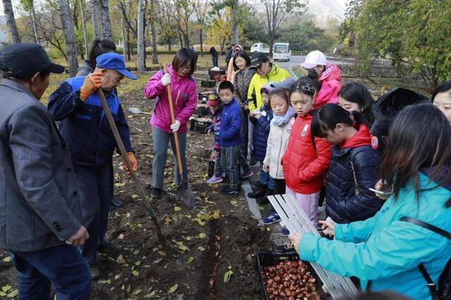 北京植物园40余万株郁金香栽植完毕，明年春天可赏