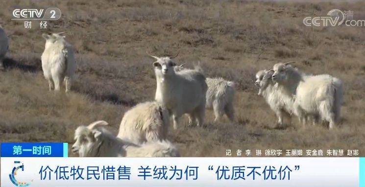 央视调查：内蒙古羊绒市场遇冷 厂商订单减三成