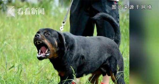 壮年男子遭3条恶犬疯狂撕咬 伤人犬只仍在寻找中