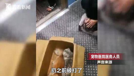 3只猫咪遭高空扔下血迹斑斑 身上还有被虐伤痕