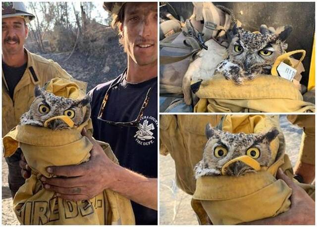 美国加州山火猫头鹰无处可逃暖心消防员脱外套拯救