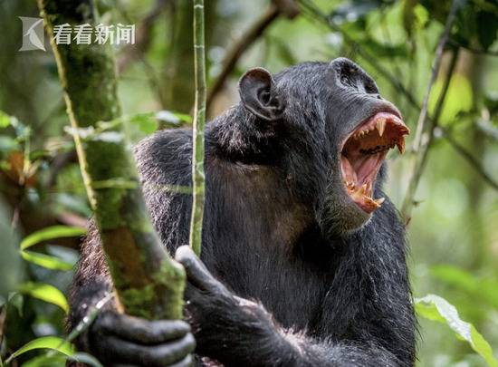 黑猩猩家园被占猎杀人类幼童 抢走2岁娃残忍剖肚