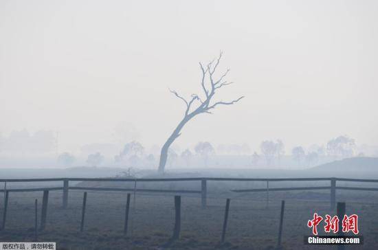 澳大利亚新州林火仍未受控 火情蔓延至悉尼郊区