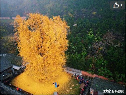 西安千年银杏古树火遍外网：社交网站上被转4万次