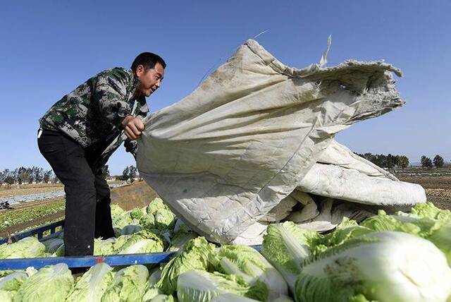 降温天，河北玉田抢收冬储大白菜 组图