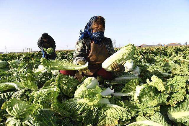 降温天，河北玉田抢收冬储大白菜 组图