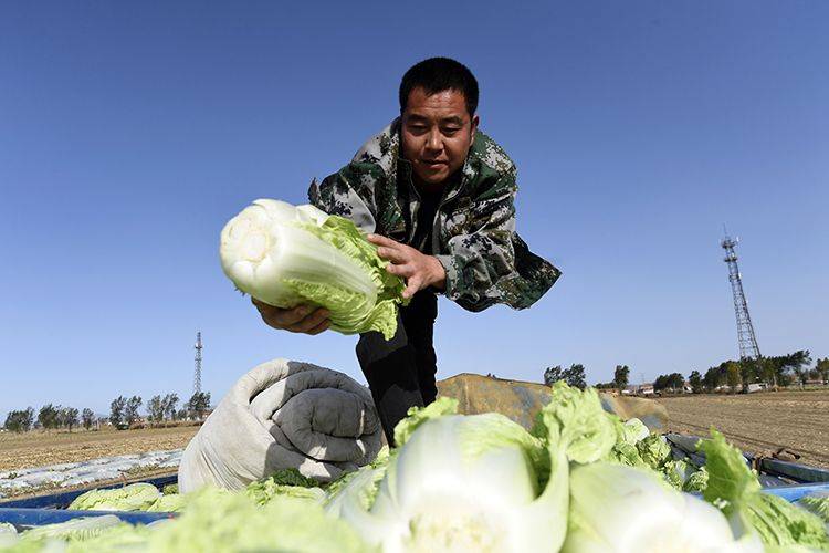 降温天，河北玉田抢收冬储大白菜 组图