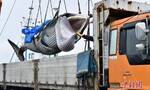 日本拟修改捕鲸相关法律 推动学校供餐等使用鲸类