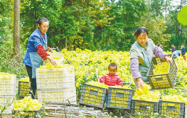 酉阳：脱贫菊 采收忙