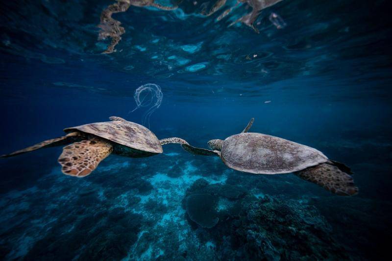 被海龟包围是什么感觉？11月的澳大利亚告诉你