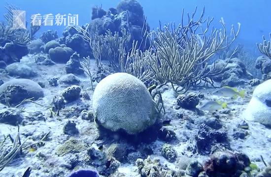 遭神秘疾病侵袭 全球第二大珊瑚礁群大量死亡
